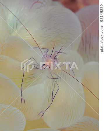 Bubble Coral Shrimp Bubble Coral Shrimp 98149220