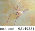 Bubble Coral Shrimp 98149221