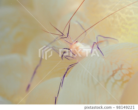 Bubble Coral Shrimp 98149221