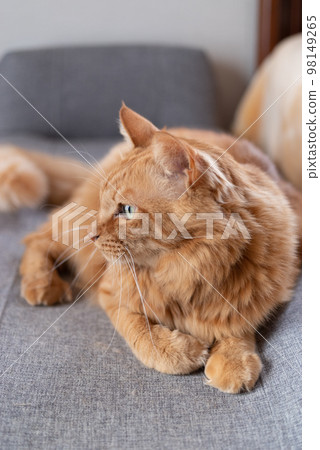 Relaxing cat tea tabby cat 98149265