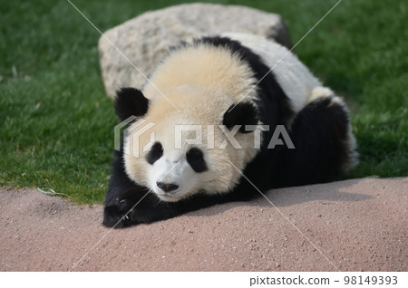 放鬆櫻花海灘 98149393