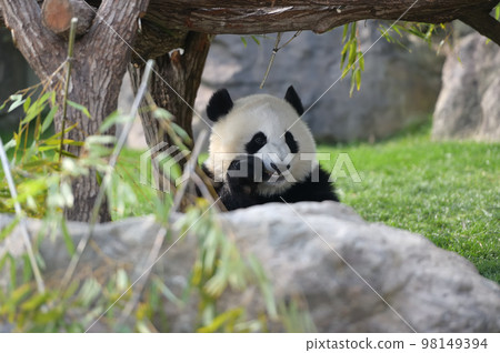 美味地吃點心的桃濱 98149394