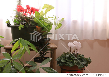plants in the room 98149516
