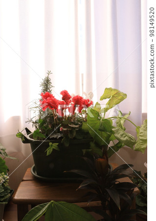 plants in the room 98149520