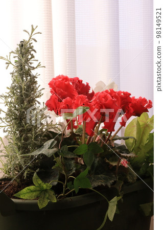 plants in the room 98149521