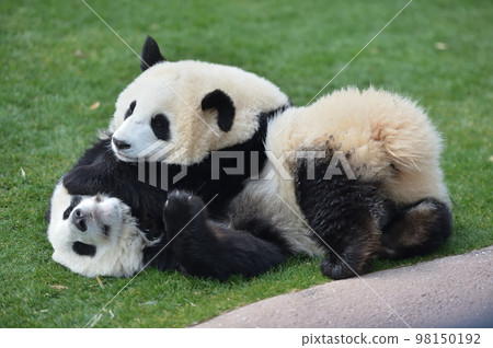 Sakurahama and Momohama are friendly and playful Sakurahama and Momohama are friendly and playful 98150192