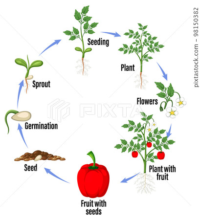 Life cycle of capsicum plant diagram Life cycle of capsicum plant diagram 98150382