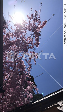 Cherry blossoms and backlight Cherry blossoms and backlight 98150581
