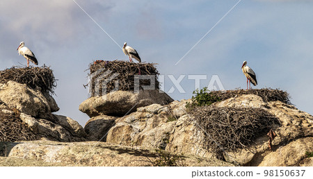Storks colony in a protected area at Los Barruecos Natural Monument, Malpartida de Caceres, Extremadura, Spain. Storks colony in a protected area at Los Barruecos Natural Monument, Malpartida de Caceres, Extremadura, Spain. 98150637