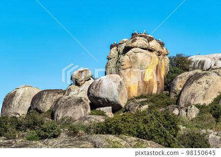 Storks colony in a protected area at Los Barruecos Natural Monument, Malpartida de Caceres, Extremadura, Spain. Storks colony in a protected area at Los Barruecos Natural Monument, Malpartida de Caceres, Extremadura, Spain. 98150645