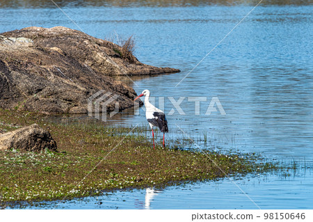 Storks colony in a protected area at Los Barruecos Natural Monument, Malpartida de Caceres, Extremadura, Spain. Storks colony in a protected area at Los Barruecos Natural Monument, Malpartida de Caceres, Extremadura, Spain. 98150646