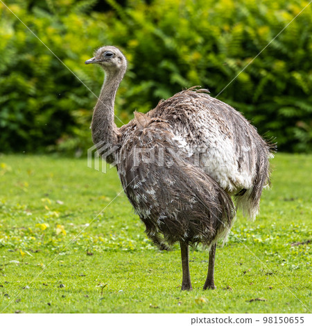 Darwin's rhea, Rhea pennata also known as the lesser rhea. 98150655