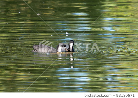 The Eurasian coot, Fulica atra swimming on the Kleinhesseloher Lake at Munich, Germany 98150671
