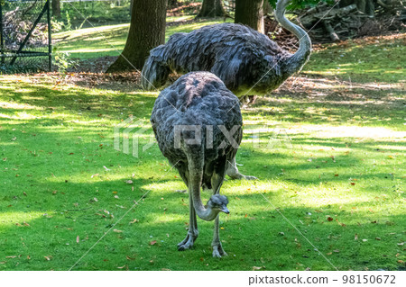 The common ostrich, Struthio camelus, or simply ostrich 98150672