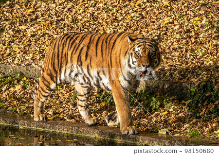 The Siberian tiger,Panthera tigris altaica in the zoo 98150680