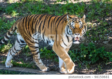 The Siberian tiger,Panthera tigris altaica in a park 98150681