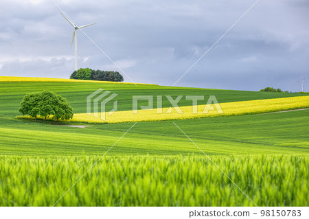 View of wind turbines green and rapeseed fields. View of wind turbines green and rapeseed fields. 98150783