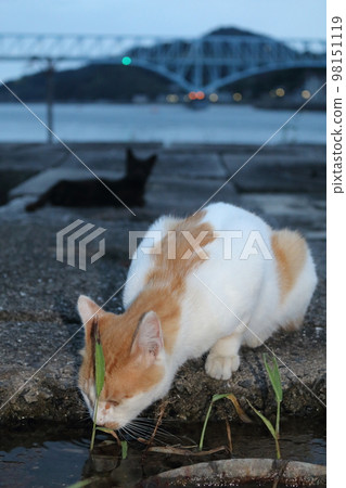 瀨戶內島貓 瀨戶內島貓 98151119
