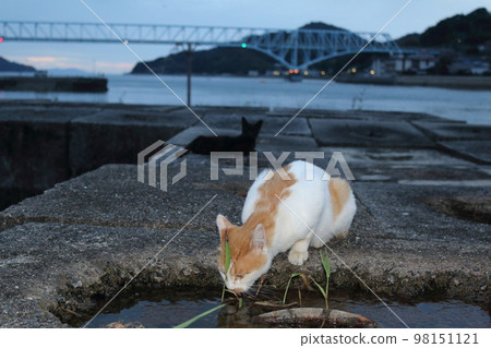 瀨戶內島貓 瀨戶內島貓 98151121