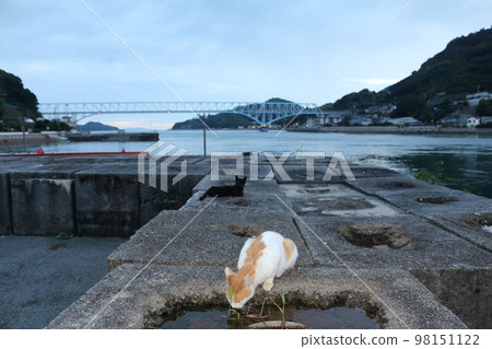 瀨戶內島貓 瀨戶內島貓 98151122