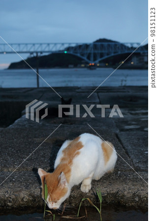 Setouchi Island Cat Setouchi Island Cat 98151123