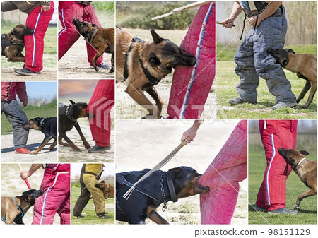 training of guard dogs 98151129