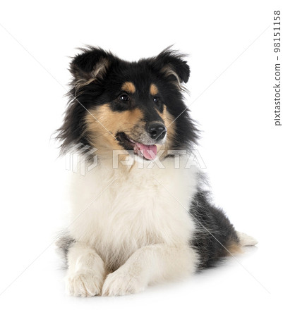 rough collie in studio 98151158