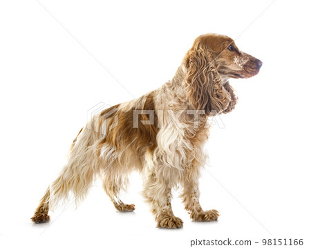 English Cocker Spaniel English Cocker Spaniel 98151166
