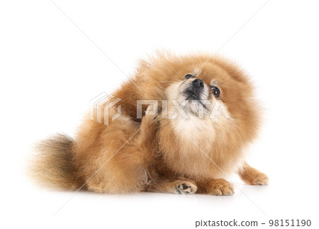 pomeranian in studio pomeranian in studio 98151190