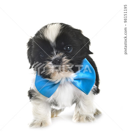 puppy Shih Tzu in studio puppy Shih Tzu in studio 98151195