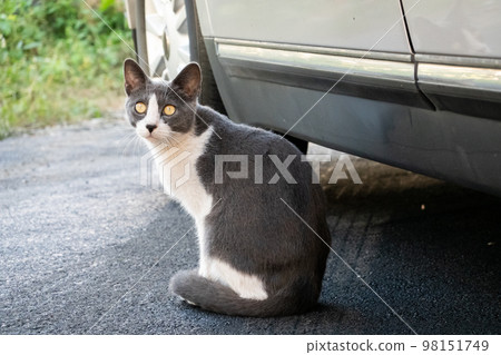 funny domestic black and white cat funny domestic black and white cat 98151749