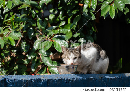 stray cat eat food stray cat eat food 98151751