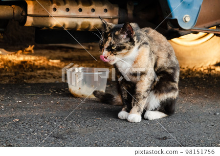 tortoiseshell cat eat food tortoiseshell cat eat food 98151756