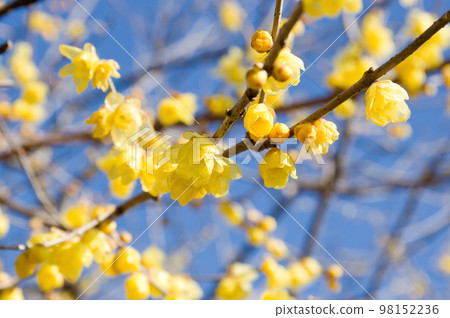 Close-up of a yellow full moon Japanese allspice flower in Roubai no Sato, Annaka City 98152236