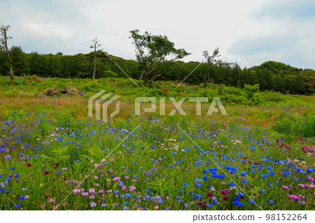 Meochewat 森林路，矢車菊，菊花，步道，遠足，花， oreum， 98152264