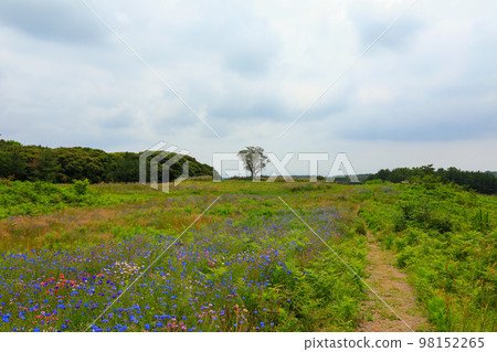 Meochewat Forest Road, cornflower, chrysanthemum, trail, hiking, flower, oreum, 98152265