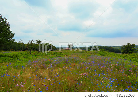 Meochewat Forest Road, cornflower, chrysanthemum, trail, hiking, flower, oreum, Meochewat Forest Road, cornflower, chrysanthemum, trail, hiking, flower, oreum, 98152266