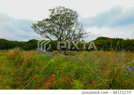 Meochewat Forest Road, cornflower, chrysanthemum, trail, hiking, flower, oreum, Meochewat Forest Road, cornflower, chrysanthemum, trail, hiking, flower, oreum, 98152274