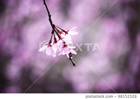 Beautifully shining cherry blossoms 98152328