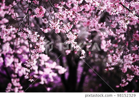 Beautiful cherry blossoms in full bloom 98152329