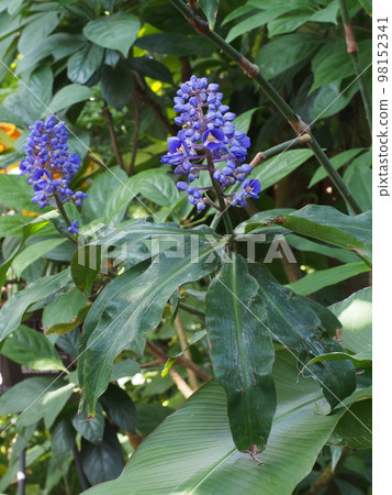 Dichorisandra thyrsiflora 98152341