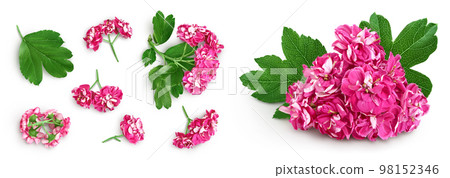 flower of hawthorn isolated on white background. Crataegus Pauls Scarlet. Top view. Flat lay flower of hawthorn isolated on white background. Crataegus Pauls Scarlet. Top view. Flat lay 98152346