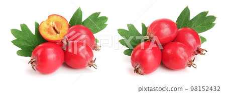 Hawthorn berry with leaf isolated on white background close-up Hawthorn berry with leaf isolated on white background close-up 98152432