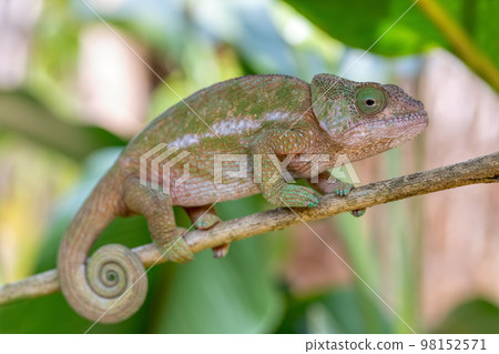 Globe-horned chameleon or flat-casqued chameleon, Calumma globifer, Female, Reserve Peyrieras Madagascar Exotic 98152571
