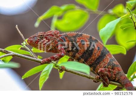 Furcifer nicosiai, Tsingy de Bemaraha, Madagascar wildlife 98152576