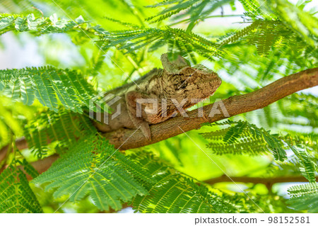 Oustalet's chameleon, Furcifer oustaleti, Andasibe-Mantadia National Park, Madagascar Oustalet's chameleon, Furcifer oustaleti, Andasibe-Mantadia National Park, Madagascar 98152581
