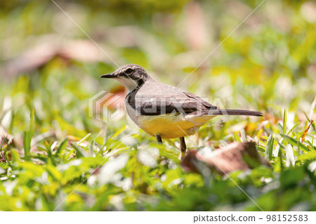 Madagascar Wagtail (Motacilla Flaviventris), Reserve Peyrieras Madagascar Exotic Madagascar Wagtail (Motacilla Flaviventris), Reserve Peyrieras Madagascar Exotic 98152583