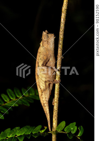 Brown leaf chameleon, Brookesia superciliaris, Andasibe-Mantadia National Park, Madagascar 98152590