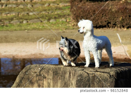 吉娃娃 Yumeha-chan 和玩具貴賓犬 Bailey-kun 在鶴島運動公園的岩石上可愛地凝視著對方。 98152848