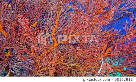 Sea Fan, Bunaken National Marine Park, Indonesia 98152911